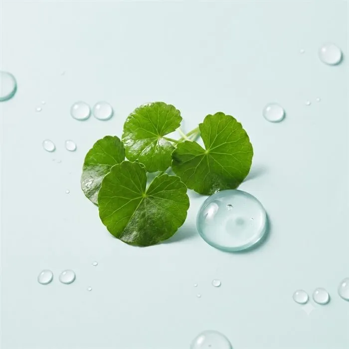Centella asiatica